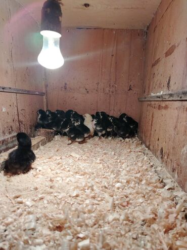 gəncə toyuq: Toyuq, Australorp, Damazlıq, Rayonlara çatdırılma, Ünvandan götürmə, Ödənişli çatdırılma