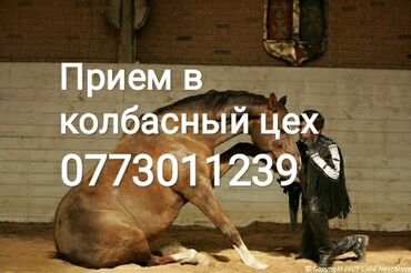 купить корову в бишкеке in Кыргызстан | КОРОВЫ, БЫКИ: Куплю | Коровы, быки | На забой, на мясо