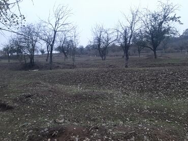 Torpaq sahələrinin satışı: 24 sot, Mülkiyyətçi, Kupça (Çıxarış) -da lalafo.az — 3 Torpaq sahələrinin satışı: 24 sot, Mülkiyyətçi, Kupça (Çıxarış) — 3