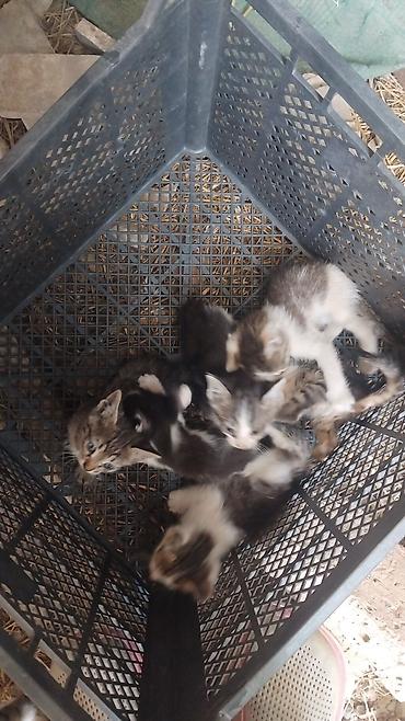 возьму кошку в добрые руки: 🐾❤️🐱 КОТЯТА ОТДАЮТСЯ В ДОБРЫЕ РУКИ! 🐱 6 маленьких котят ищут — 1