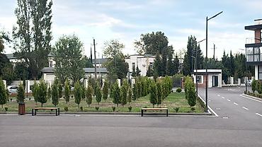 agac gulleri: Limoni şam ahacları dəyişdirilir İstəyən olsa sitrus agac növləri ilə — 3