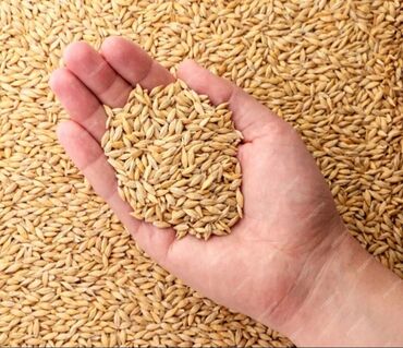 продаю кукурузу: Куплю Сатып Алам Оптом Арпа жугору жем отруби буудай Сулу