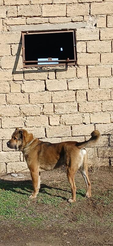 İtlər: Qurdbasar, 1 il, Erkek, Peyvəndli -da lalafo.az — 14 İtlər: Qurdbasar, 1 il, Erkek, Peyvəndli — 14