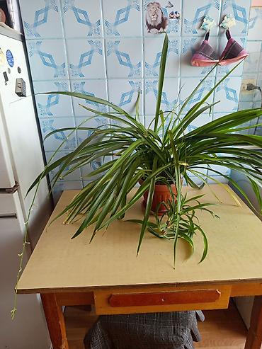 Хлорофитум (Chlorophytum comosum) в горшке. - Пышная взрослая розетка