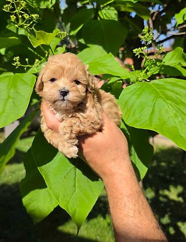 stenci maltezera: Savrseni maltipoo bebani spremni su za preuzimanje. Jako malog rasta — 2