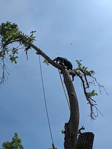 Спил деревьев, заготовка дров: Предлагается профессиональная услуга по обрезке и удалению деревьев — 3