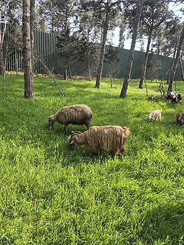 landşaft dizayn: Qoyun və Keçi Otarma Xidməti - Yaşıllıq sahələrinin, sənaye və — 8