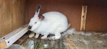 Dovşanlar: Təmiz Kaliforniya 5 ədəddi 2 si erkəy 3 dişi dekabırda balalıyacaqlar — 8