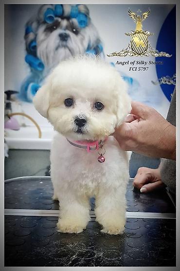 cani corso: Odgajivačnica kovrdžavih bišona Angel of Silky Sotrm predstavljamo — 2