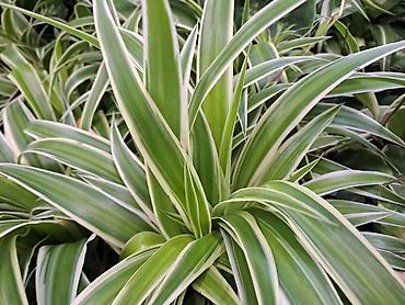 Ostale kućne biljke: Filadendron, velika biljka sa prve slike je 1000, Chlorophytum sa — 2