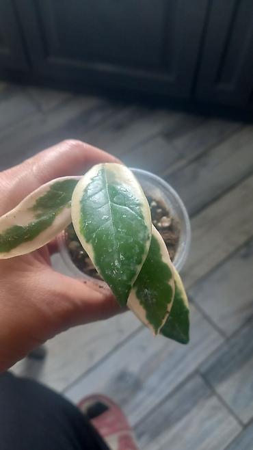 uzun: Məhsul: Hoya Krimson Queen ‘Tricolor’ (variegatlı hoya) – şirəli — 3