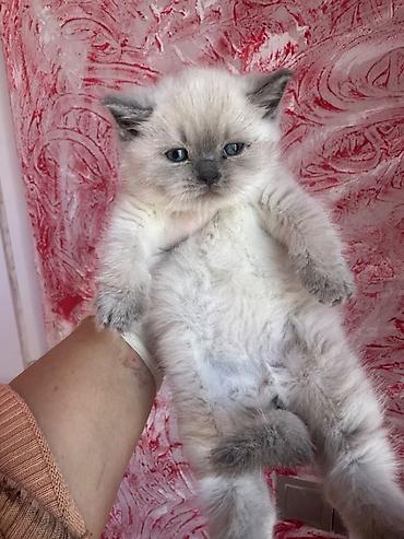 Pişiklər: Şinşilla, Erkək — 6