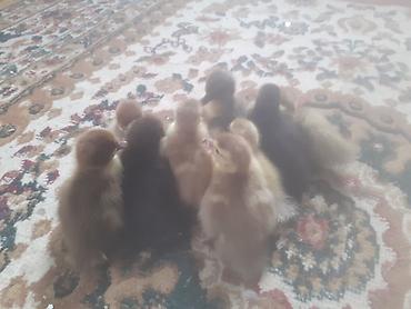 cucə satisi 2021: Salam .10 dene ordek balasi biri 2 manat . boyuk erkek diri ceki 5 kg — 8