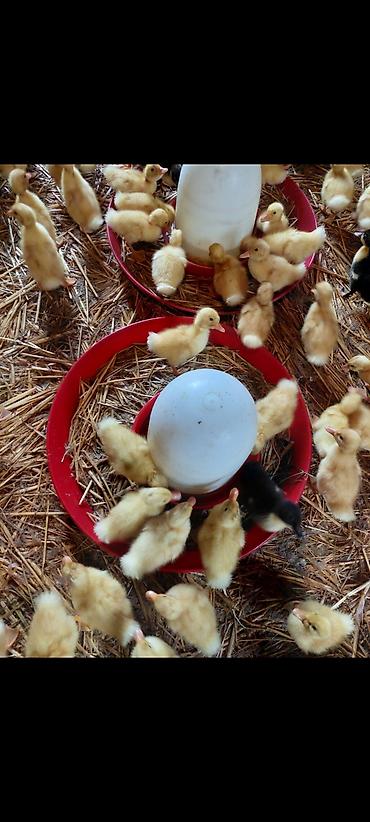 pekin ördeği: Ördək cücələri, Damazlıq, Ödənişli çatdırılma — 8