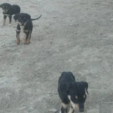 İtlər: Doberman, 1 ay, Erkek