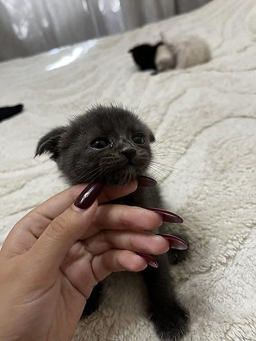 манчкин котята: Котята, домашние - Милые малыши с короткой плюшевой шерстью: есть — 3