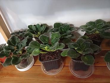 Фиалки и глоксинии: Продаю фиалки есть детки — 8