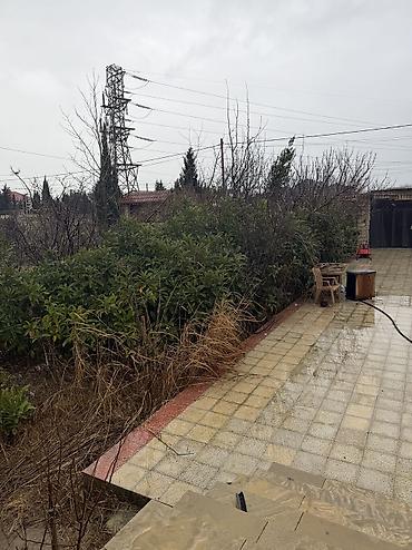 banan agaci: Yapon ezgili. Musmulaq kimi taninir 4000 e yaxin agac var her olcude 1 — 3
