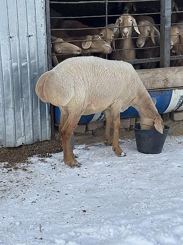 Баран, овца: Продаю | Овца (самка) | Арашан | Для разведения | Матка — 14