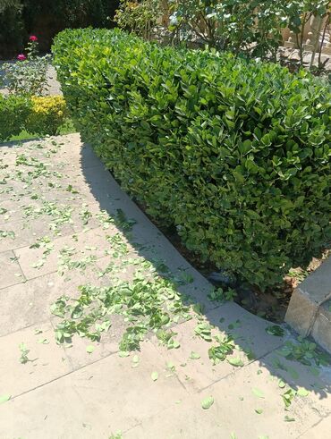 Landşaft işləri: Qazon catrlma qurasdrma agaclarin budanmasi dermanlanmasi ummu — 18