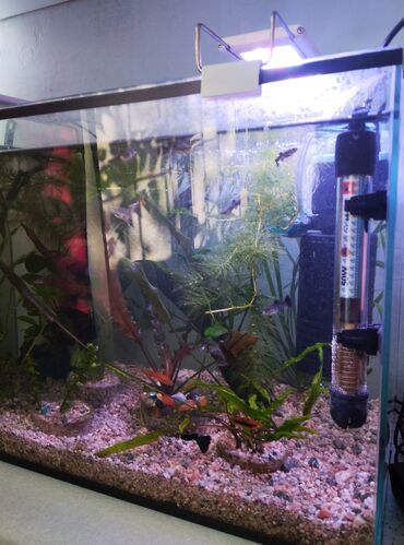 купить аквариумных рыбок в бишкеке: Продаю 50 литровый аквариум полный комплект+ рыбки и всё что на