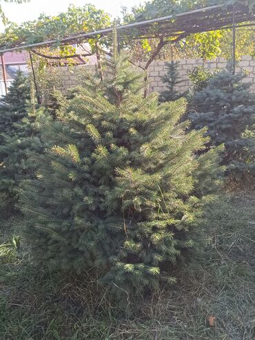 Ağaclar: Qiyməti 1 meteresi 80 AZN çox götüren olsa qiymət dəyişəcək qiyməti 2 — 3