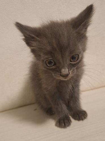 бенгалская кошка даром: Котята, домашние, короткошёрстные. В помёте разные окрасы: - — 3