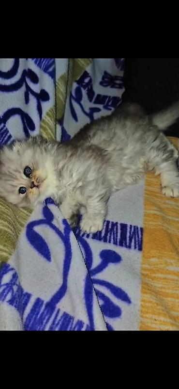 pişik balası: Mavi gözlü, uzun tüklü balaca pişik balası Ailə üzvü olacaq mehriban — 3