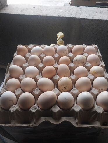 птица: Продаю икубацоный Адлер серебристый яйцо 110шт по 25сом Бишкек