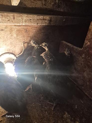 Cücələr: Toyuq cücələri, Damazlıq — 6