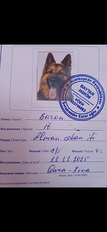 akita it: Alman çoban iti, 2 il, Erkək, Sənədli — 1