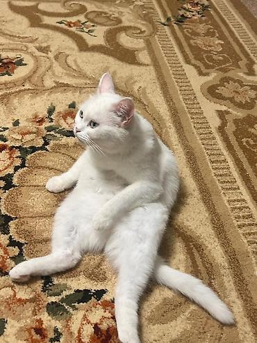 кошка белый: Кошка даром: Беспородная, Девочка, Приучена к лотку — 3