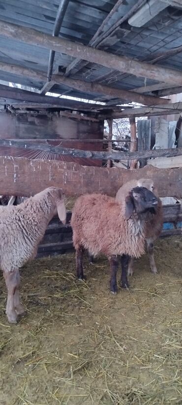 Бараны, овцы: Продаю | Баран (самец) | Для разведения | Осеменитель at lalafo.kg — 8 Бараны, овцы: Продаю | Баран (самец) | Для разведения | Осеменитель — 8