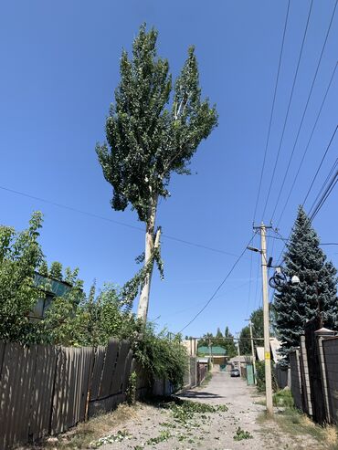 искусственные деревья бишкек: Спил деревьев! Стаж 10 лет. Любой сложности. Профессионал своего дела