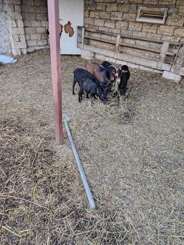 Keçi, çəpiş: Salam hər kəsə. 4 İspan sortu mursiyano və 1 erkək hələb satılır — 1
