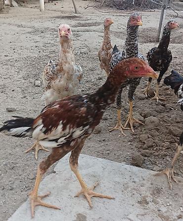 pitbul balasi satilir: Toyuq cücələri, Damazlıq, Ünvandan götürmə — 6