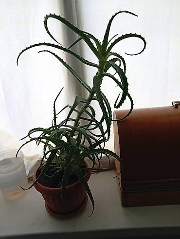 алоэ вера кыргызстан: 🌿 Продаются алоэ (столетник). Здоровые, взрослые растения. Цена — 2