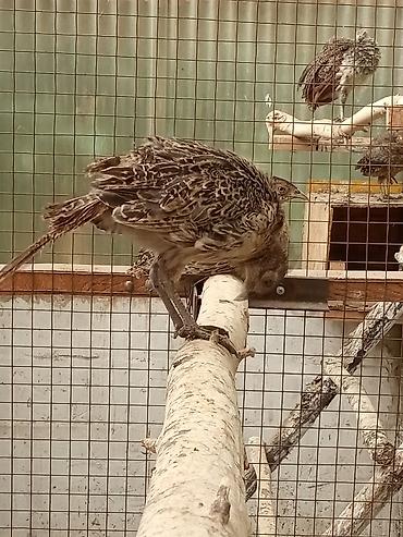 А/ч жаныбарлары үчүн тоюттар: Продаю подростков фазана румынской и охотничей породы — 6