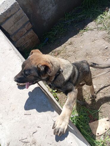 азият собака: Кучук сатылат 4 айлык кыргыз добот прививка алынган