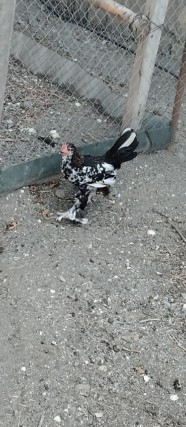 Toyuqlar: Toyuq, Damazlıq — 4