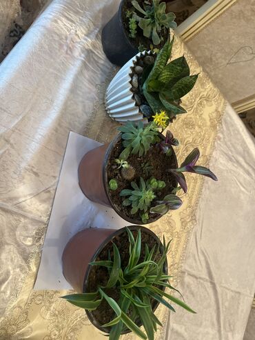 Otaq bitkiləri: Her nov guler var endirimnen verecem Gencedi istiyen yazsin satiş — 79