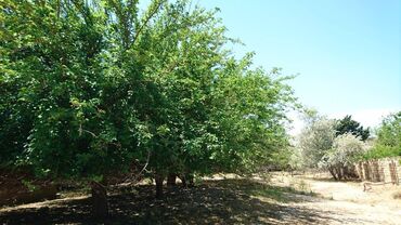 Torpaq sahələrinin satışı: 25 sot, Tikinti, Makler, Kupça (Çıxarış) -da lalafo.az — 9 Torpaq sahələrinin satışı: 25 sot, Tikinti, Makler, Kupça (Çıxarış) — 9
