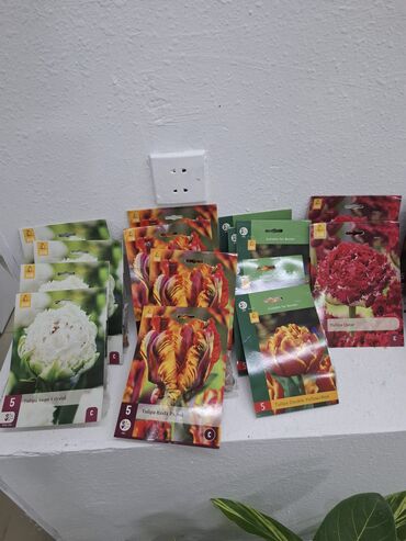 Другие растения: Tulpan soganlari ededi 1,50 ve 2 azn novunden aslidi magaza