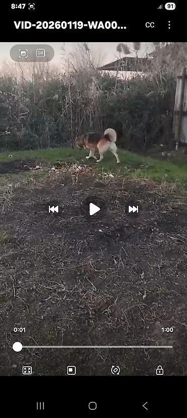 İtlər: Xaski, 1 ay, Erkek, Peyvəndli, Ünvandan götürmə — 4