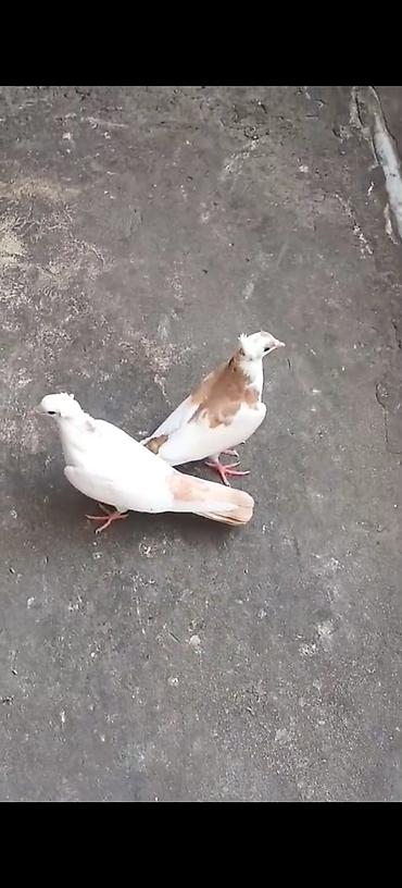 Голуби: Ağ-krem rəng keçişli 2 ədəd göyərçin cütü - Rəng: əsasən ağ, qanad və — 2