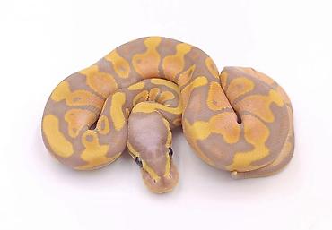 at satilir: Kral pitonu balaları satışdadır Caspian Snake-də artıq yeni evlərinə — 2
