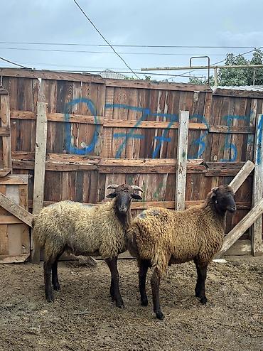 balaca it cinsi: Quzu, Erkək, ay: 8, 34 kq, Ətlik, Ünvandan götürmə — 1