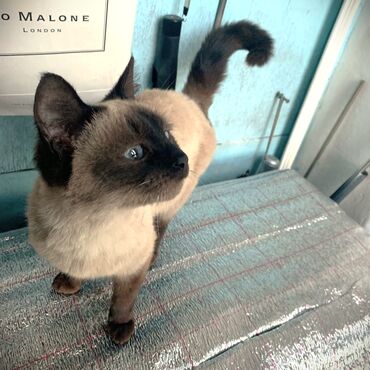 Коты: Отдам сиамского котенка-подростка (девочка). Только в Бишкеке. Номер