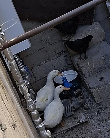 Kənd təsərrüfatı quşları: 2,5 aylıq ağ ördəklər + iki çolpa. Ördəyin 1-i erkək, 1-i dişidir — 5