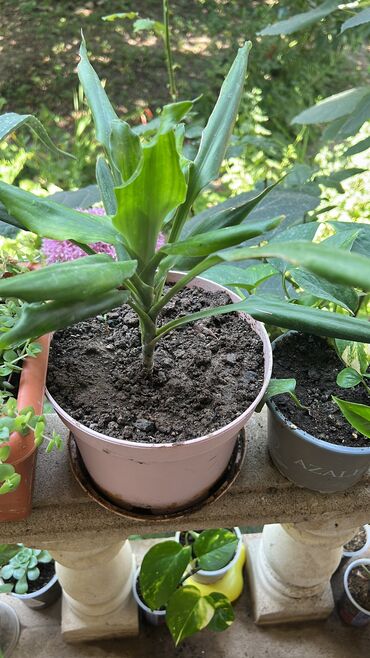 Otaq bitkiləri: Her biri ucuz kimete Gencededi catirma var size yaxin yere ancag — 13